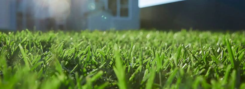 Reliable Turf Delivery in Freemans Reach Services