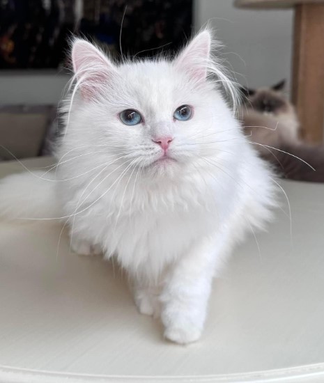  About Tia Places Buy Siberian Kittens