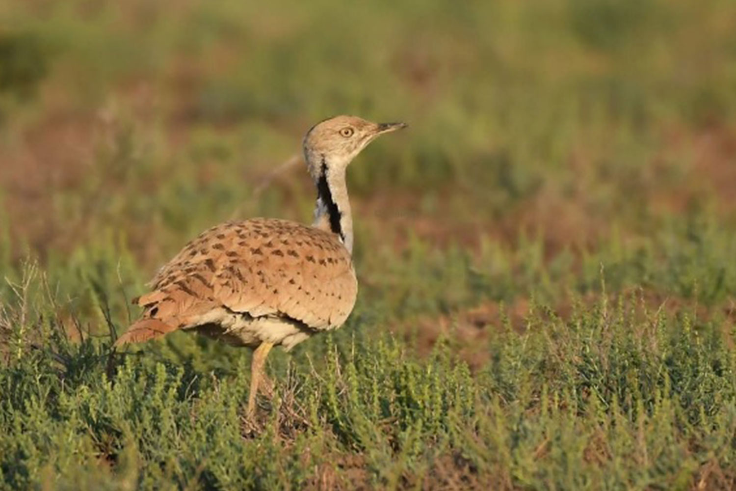  Jamnagar Birding Tour | Velavadar Blackbuck Safari India