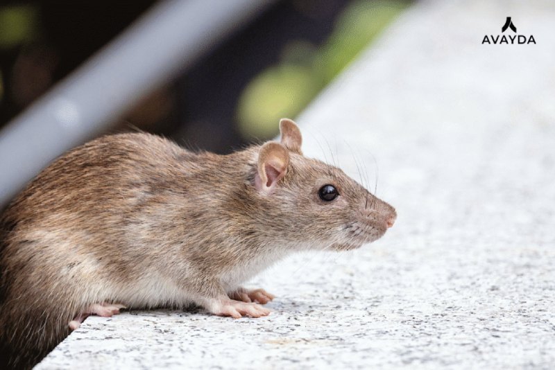  Avayda Pest Control Safeguarding Calgary Homes From Persistent Rodents
