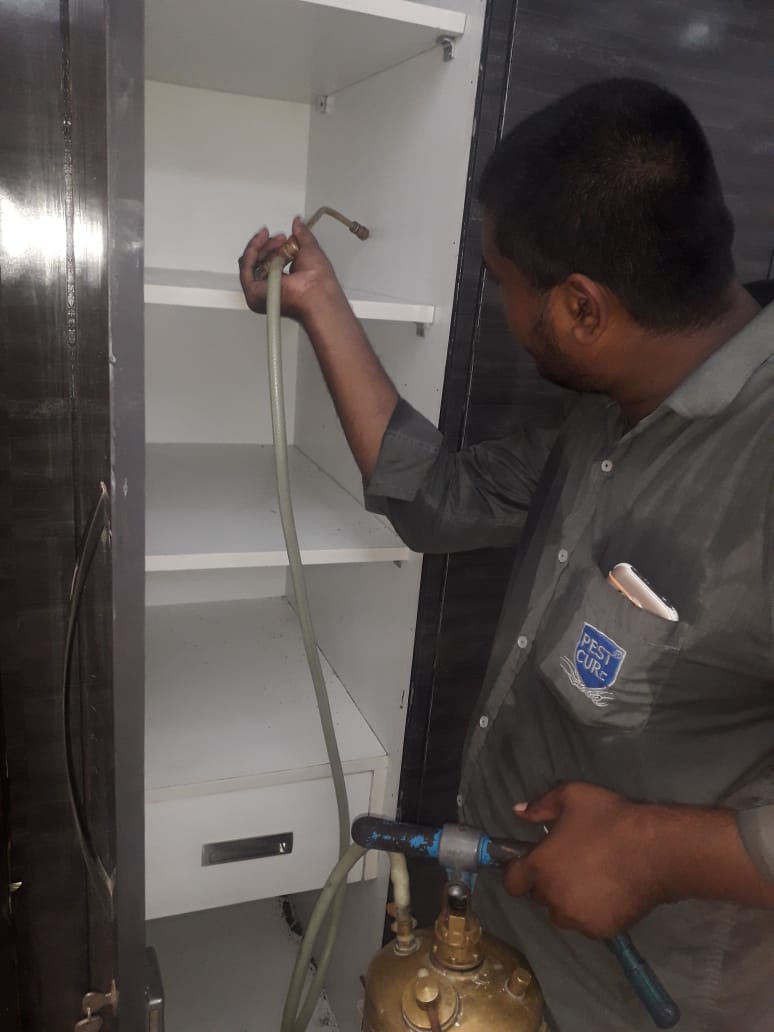  Delhi NCR’s Trusted Pest Control Company | Pest Cure