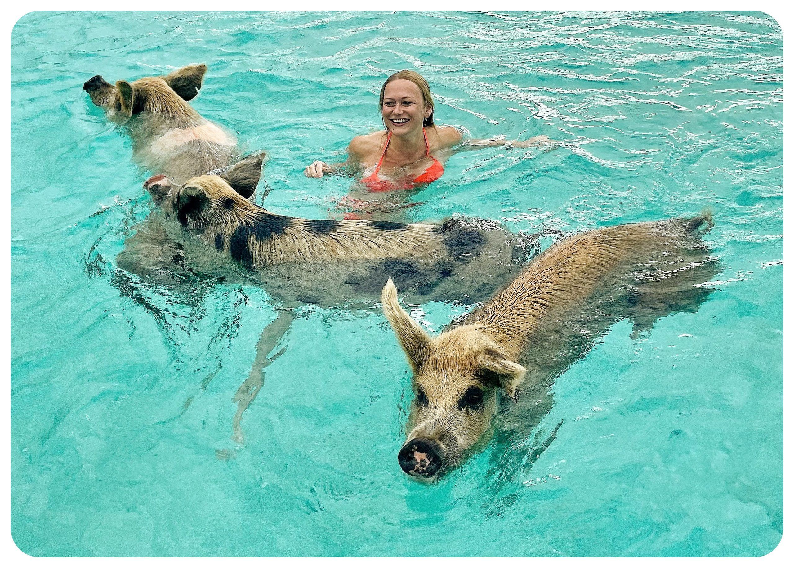  Amazing Beach Adventure Swim With Pigs In Freeport Bahamas