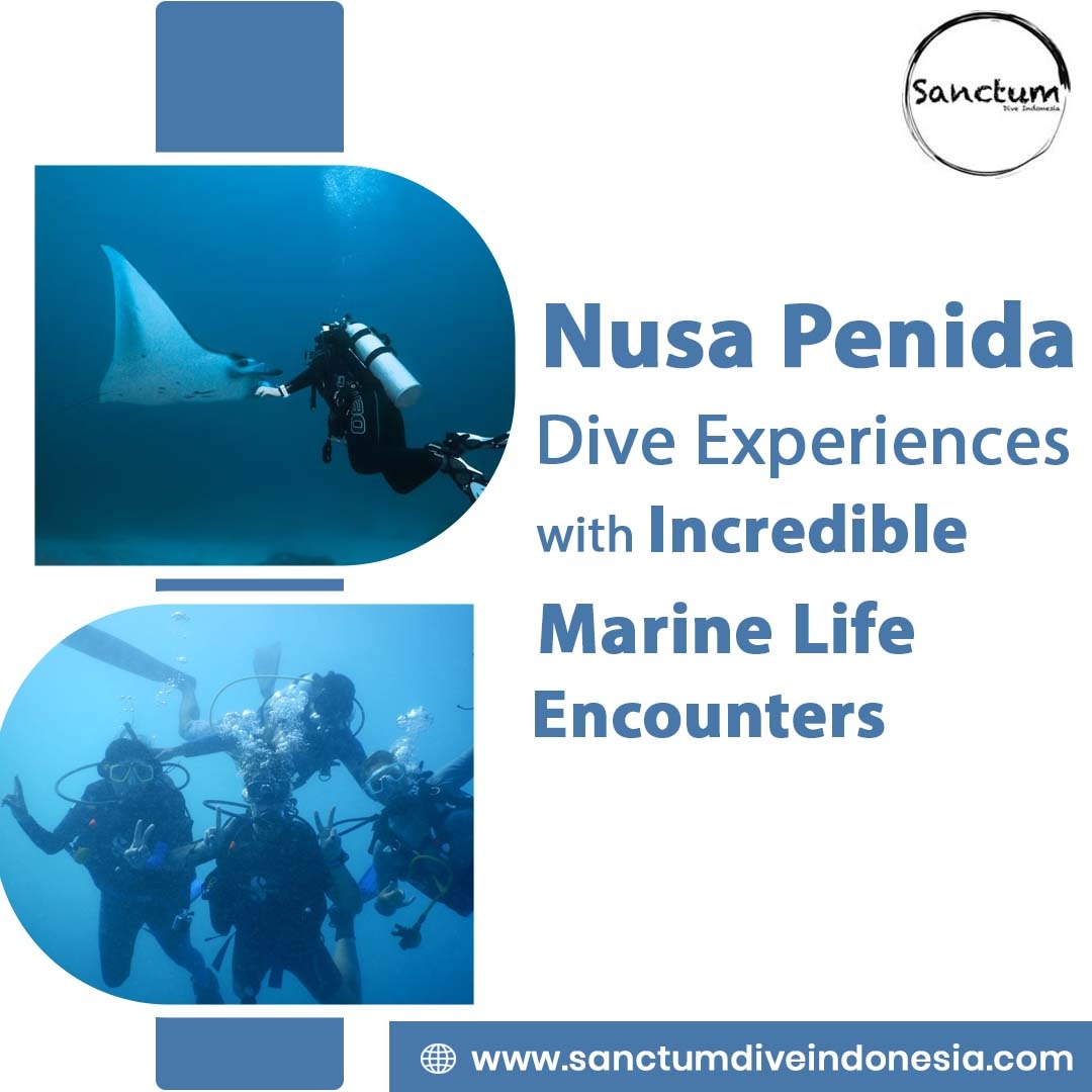  Nusa Penida Dive Experiences with Incredible Marine Life Encounters