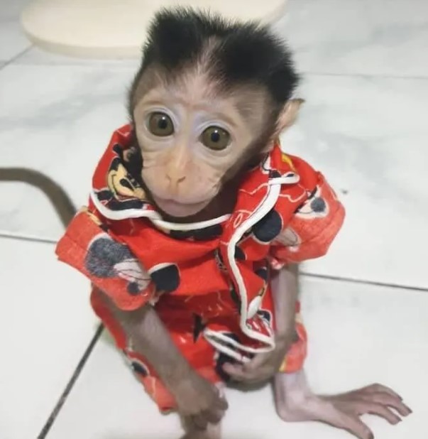  Richard – Male Macaque