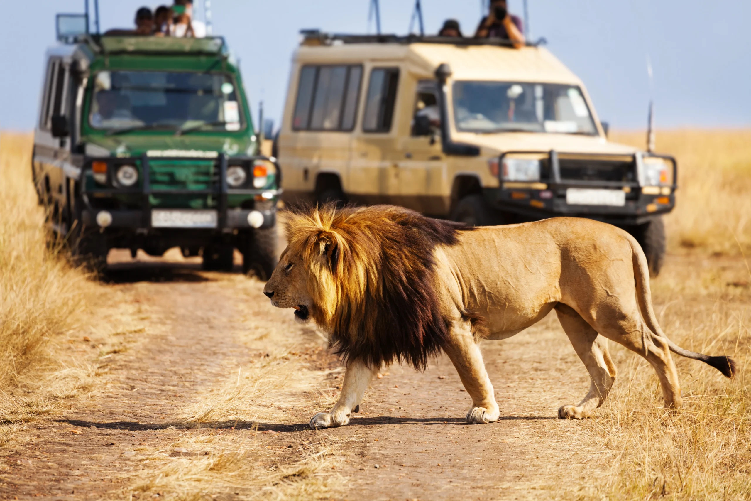  Affluent Safaris Ltd Offers the Most Memorable Masai Mara Wildlife Safari Packages in Kenya