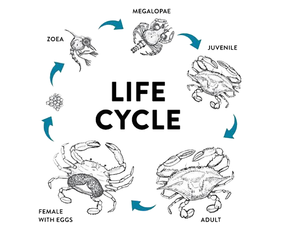  Crab farming box
