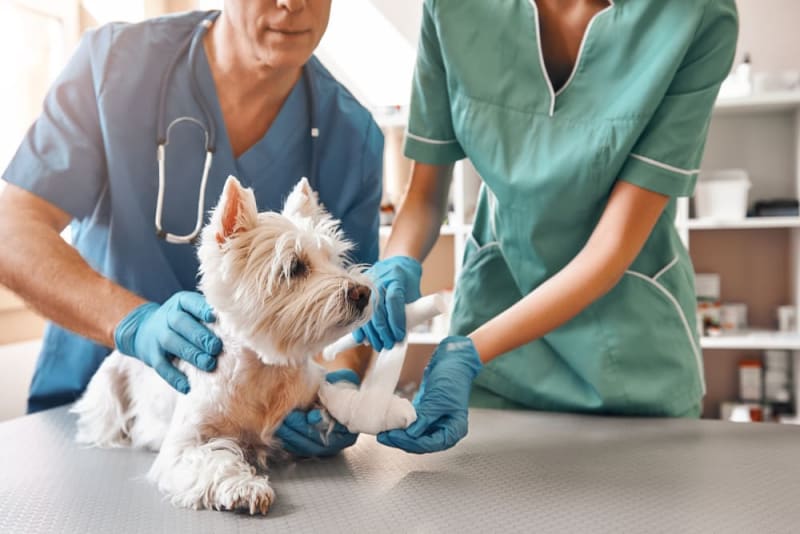  Trusted Pet Surgery Hospital for Compassionate Care