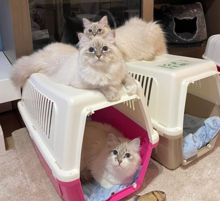  Fluffy Snow Siberians - Best Siberian Kittens