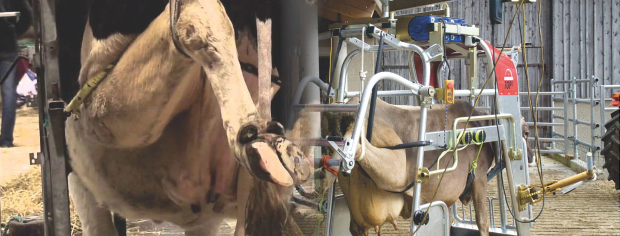  Buy Vansun Milking Cow Hoof Trimming Machine for Healthy Dairy Herds in India