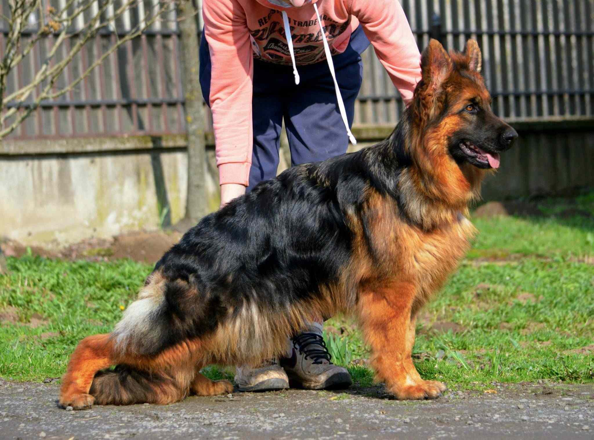 Superior Pedigree Excellence Through schiwago von bad boll