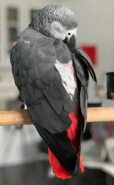  Super African Grey Parrot for Sale