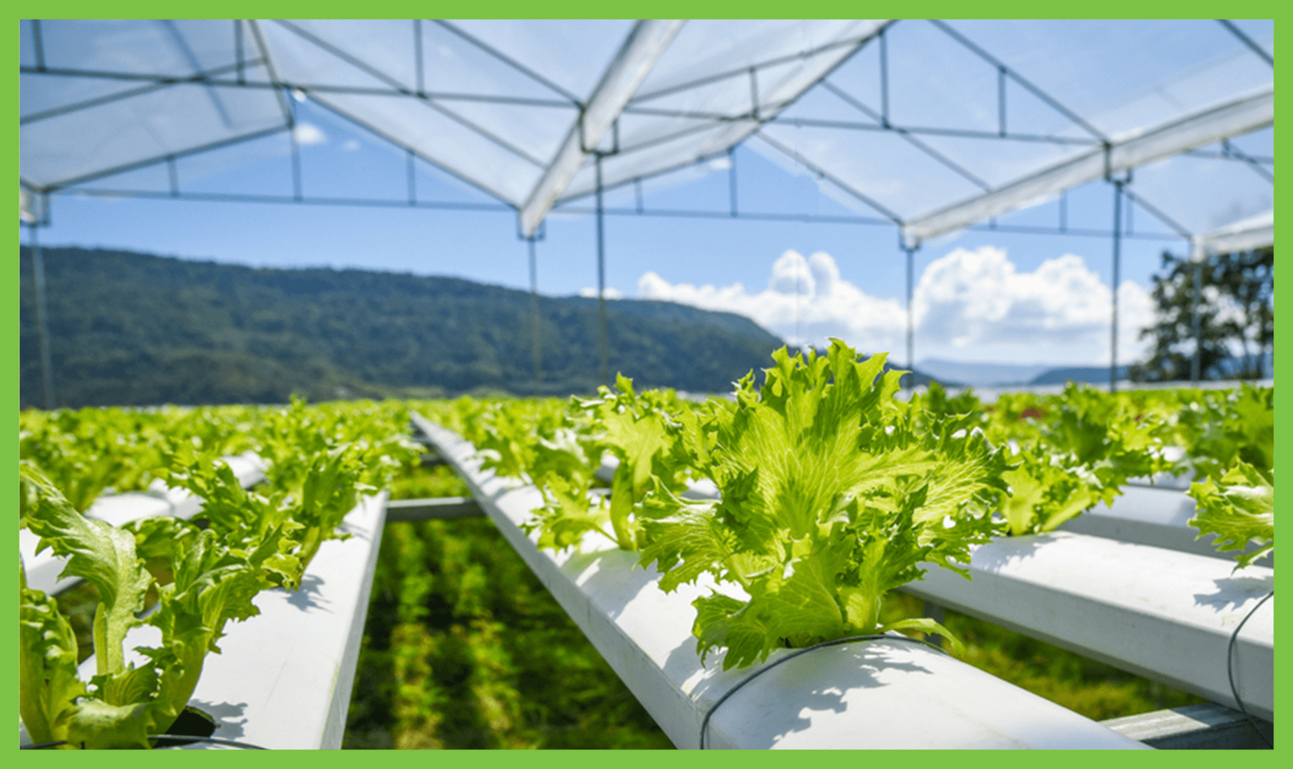  Hydroponics Business Consulting in India – Expert Guidance by Brio Hydroponics