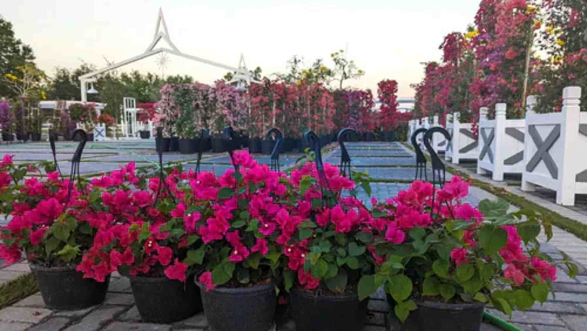  Top 10 Tropical Plants That Thrive in South Florida