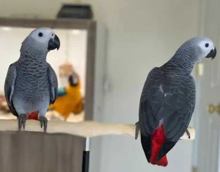  Buy Best African Grey Parrot