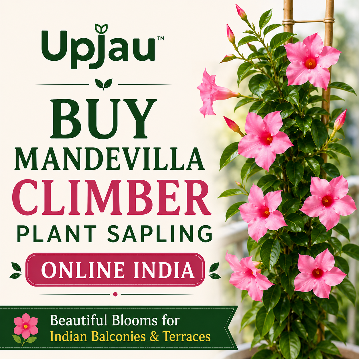  Mandevilla Climber Plant Sapling Online India