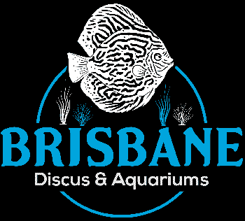  Discus Fish for Sale Australia | Aquarium Haven