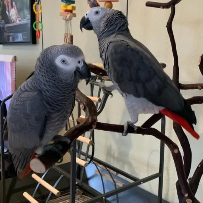  Silver_Male & Skye_Female