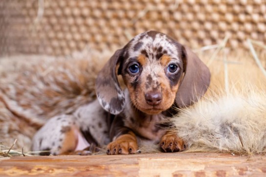  Miniature Long Haired Dachshund Puppies for Sale | Jewel Dachshund Puppies