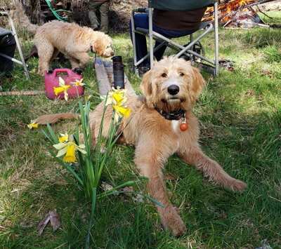  Standard Labradoodle Puppies for Sale