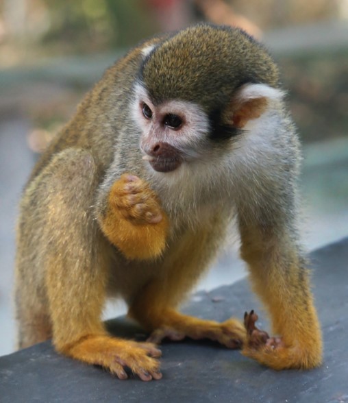  NANA-Squirrel Monkey Baby
