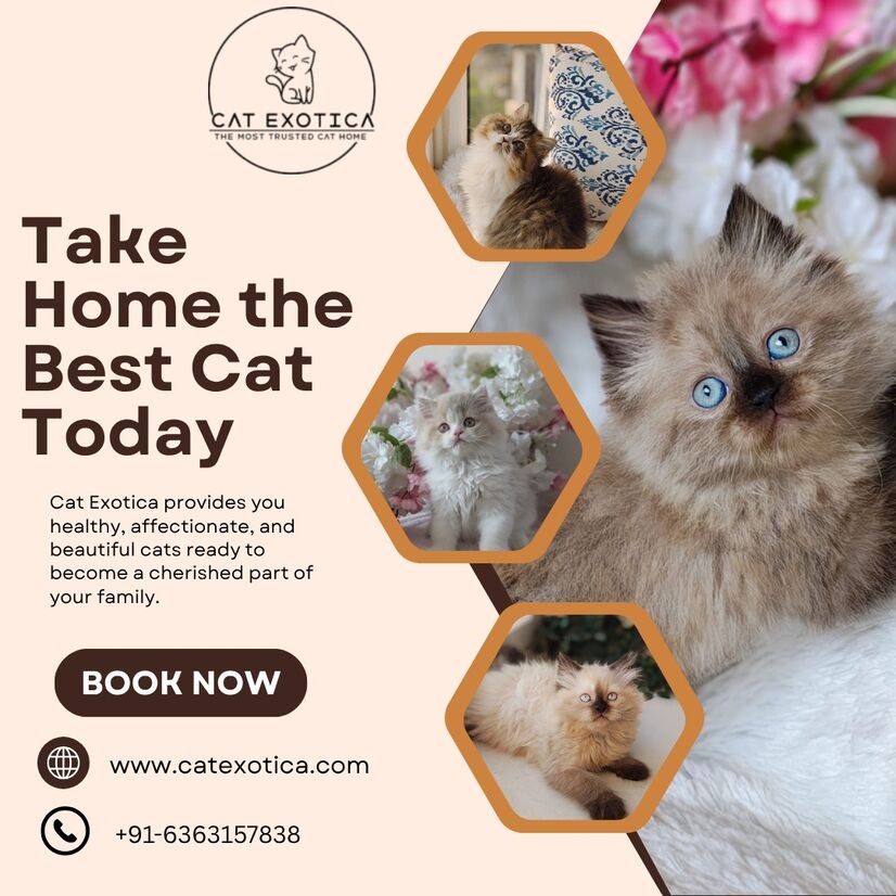  Best Cat in Bangalore