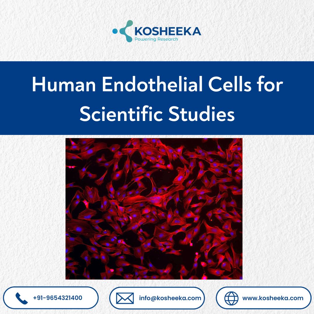  Human Endothelial Cells for Scientific Studies
