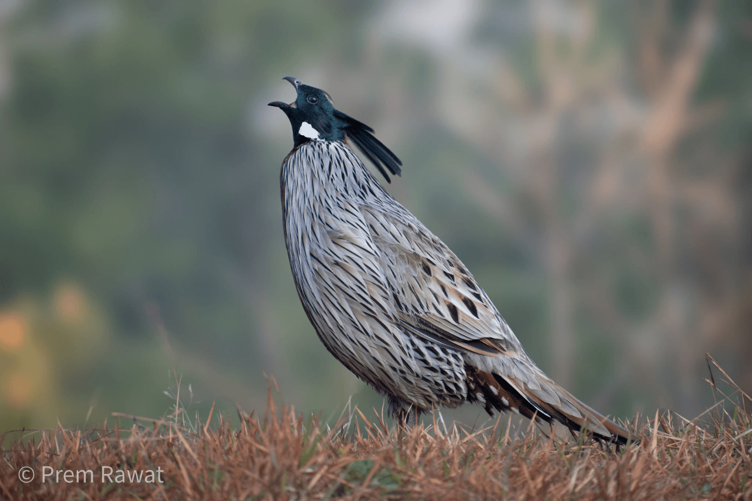  Birding Himalayan Foothills Tour | Pangot Birdwatching Holiday