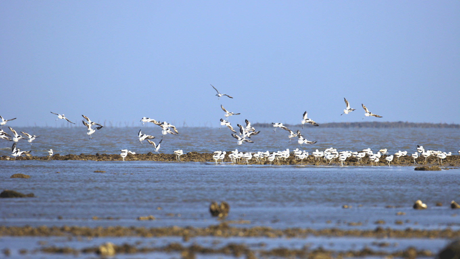  Rann of Kutch Birding Safari Tour | Gujarat Wildlife Photography Tour