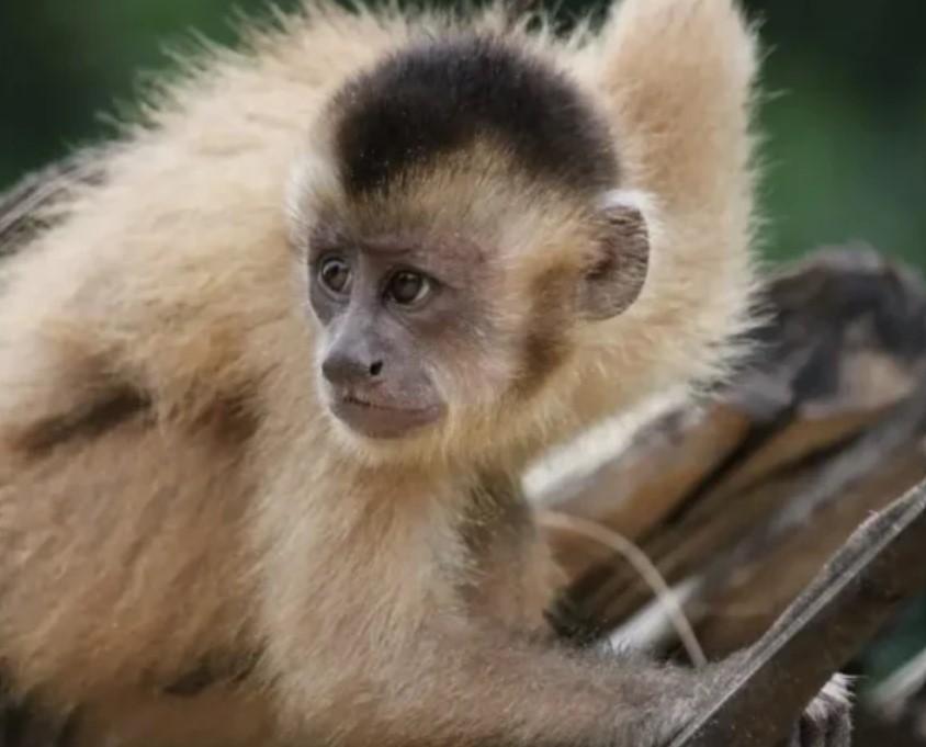  Kaapori Capuchin Monkey