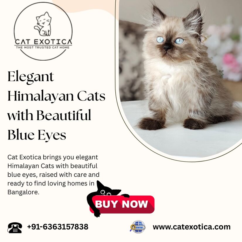  Himalayan Cats in Bangalore