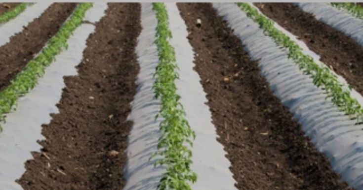  Mulching Paper