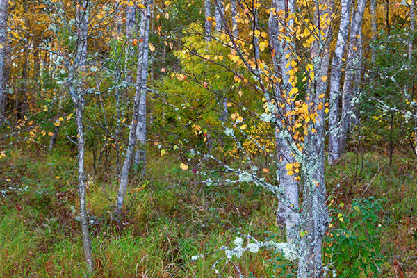  Buy Birch Tree | River Birch Trees Online with Delivery, Planting