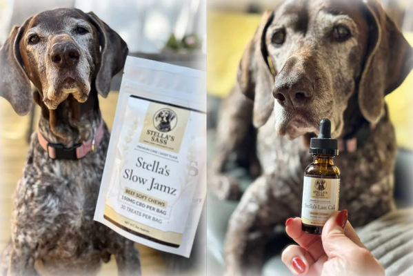  Best Dog Treats for Anxiety | CBD Dog Chews Guide