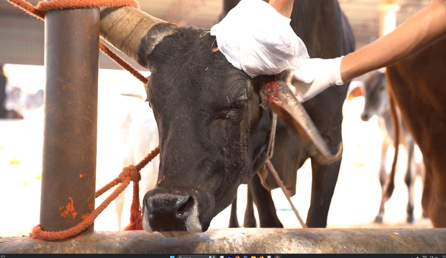  Gau Raksha Donation for Cow Protection | Gokuldham Mahatirth