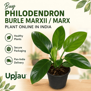  Philodendron Burle Marxii / Burle Marx Plant At ₹89 | Upjau