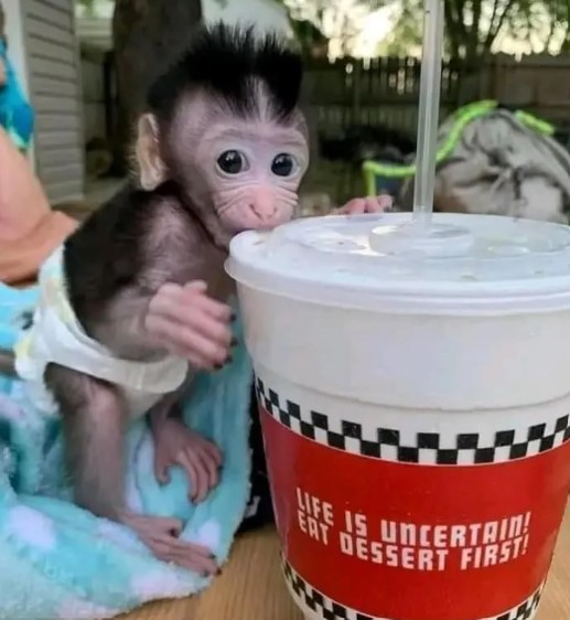  Clarence – Macaque Baby Male