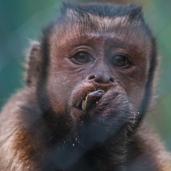 CHARLY BLACK FACED CAPUCHIN Baby