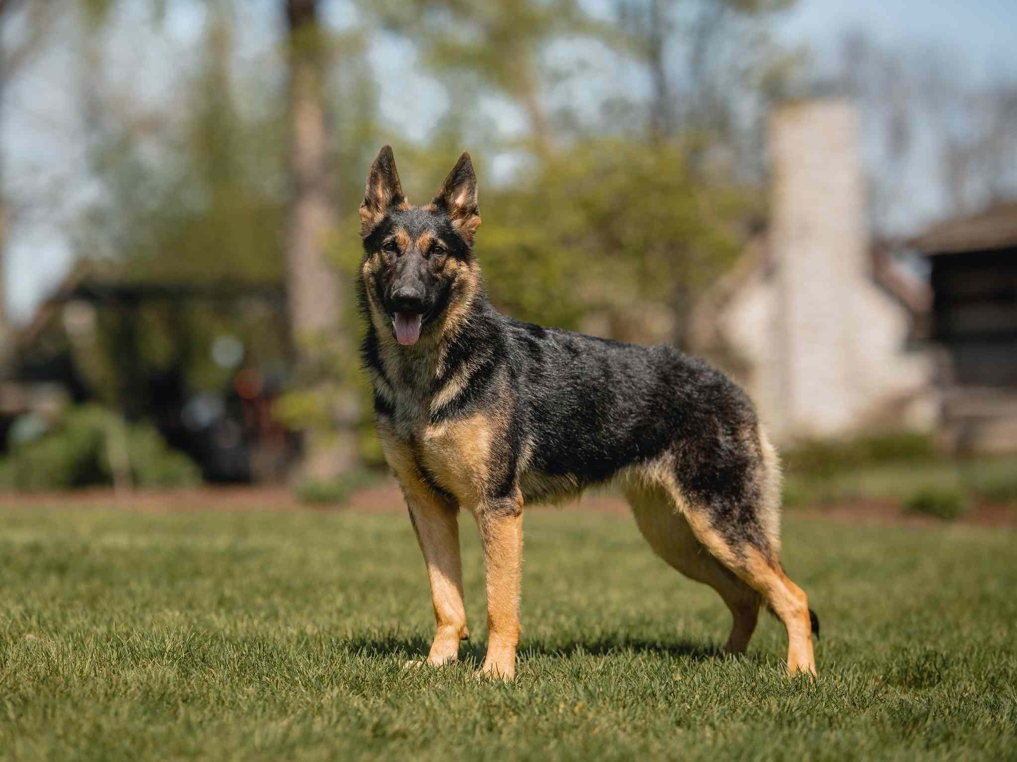  Superior Family Guardians from Distinguished German Bloodlines