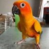  Conure Parrots for Sale