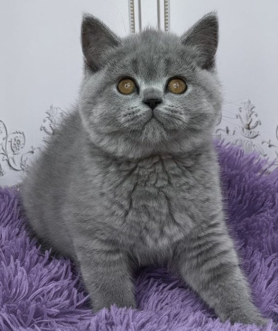  Britisch Kurzhaar Kitten gesucht? Hier werden Sie fündig!