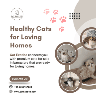  Cats for Sale in Bangalore