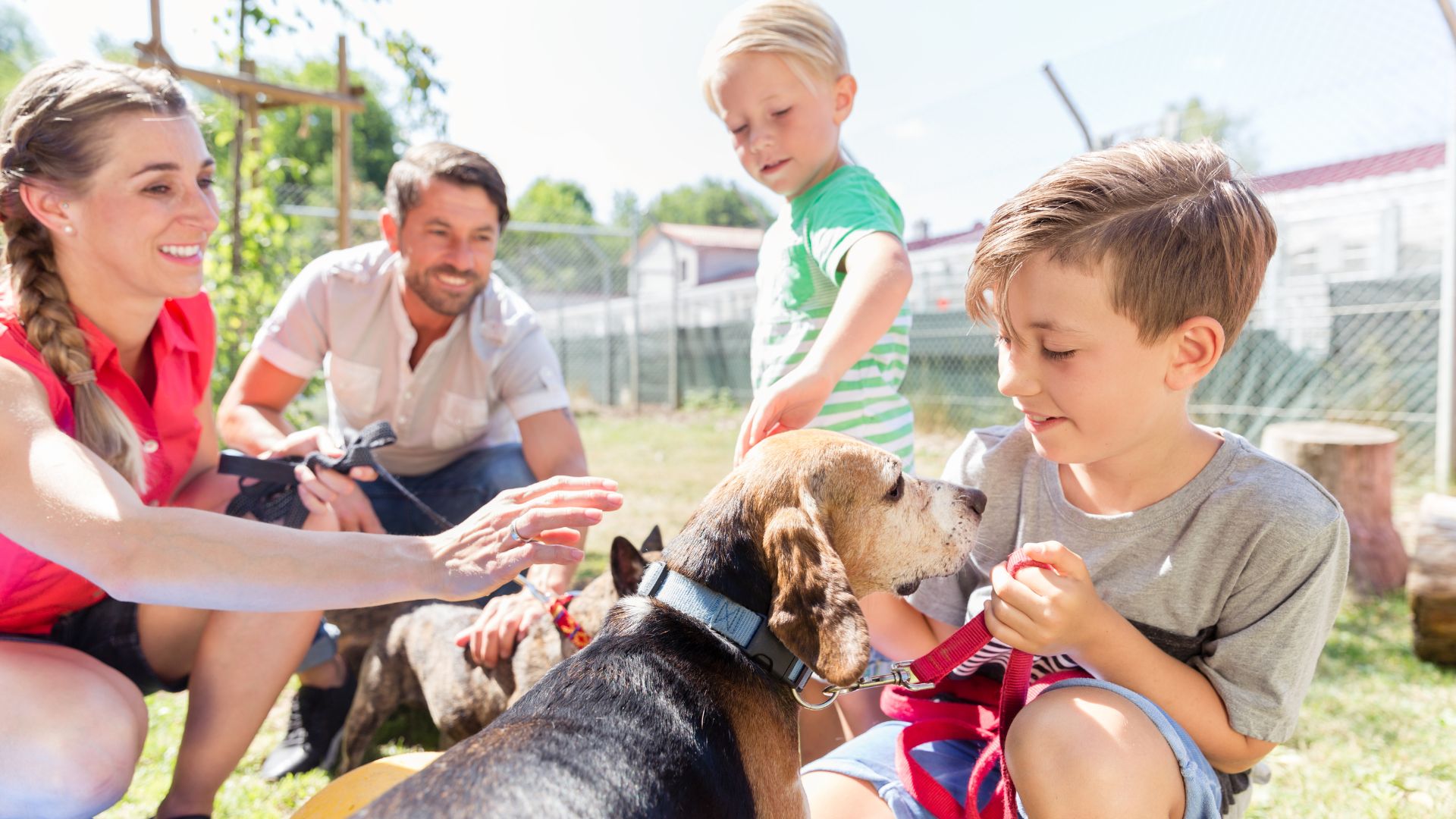  WAGS Pet Adoption: A Lifelong Commitment to Animal Welfare and Forever Homes