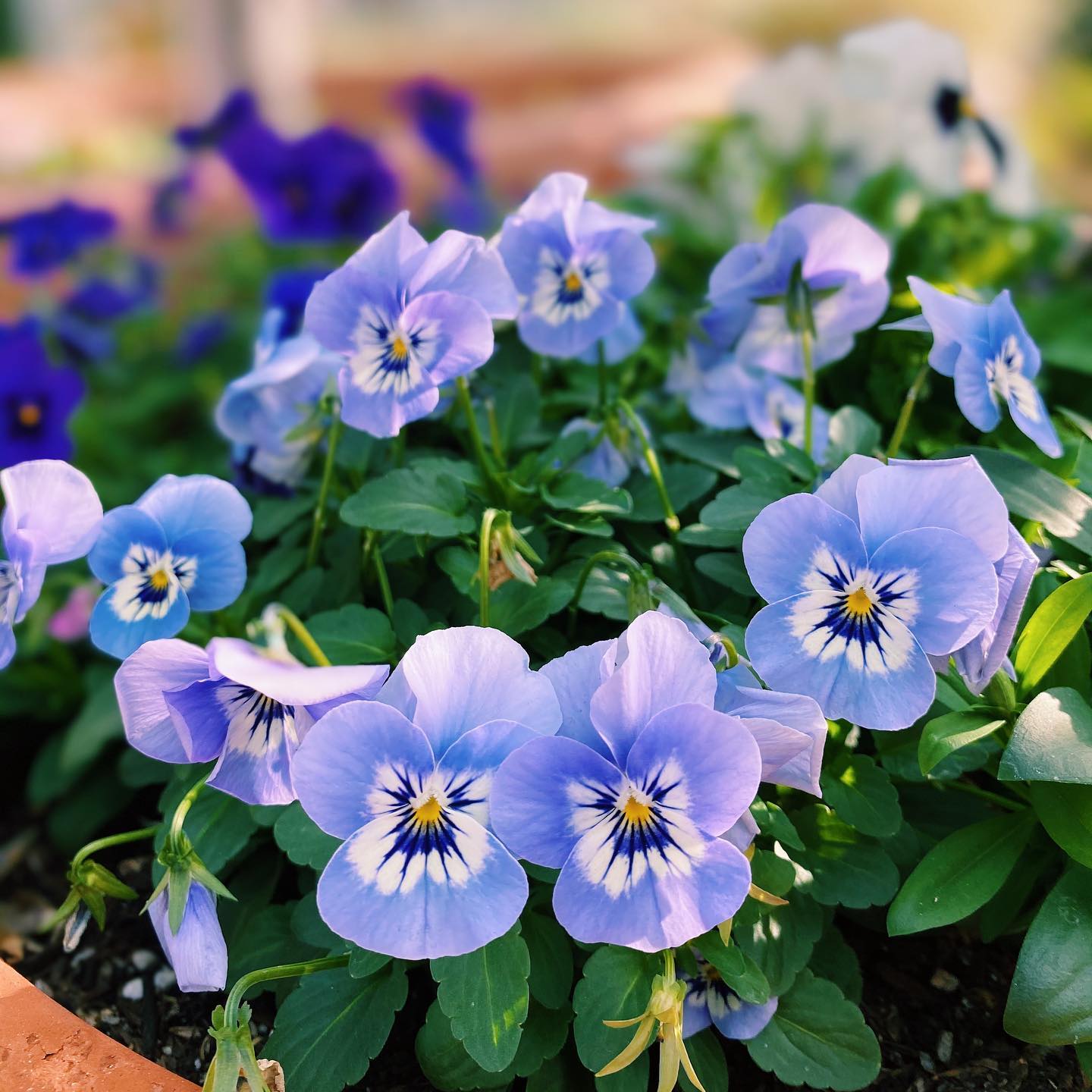  Residential Landscape Contractor Orange | Expert Yard Design