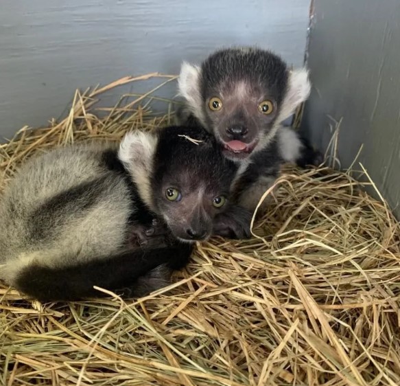  Baby Black and White Ruffed Lemur