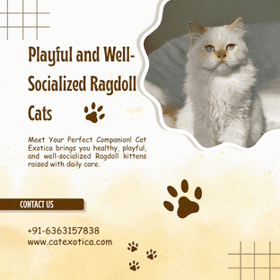  Ragdoll Cat Sale in Bangalore