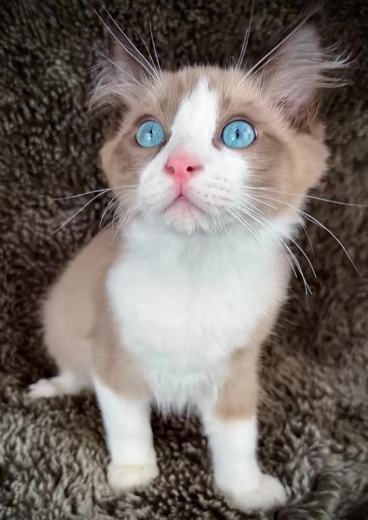  Ragdoll-Kätzchen zu verkaufen – Traumhaft schön & anschmiegsam