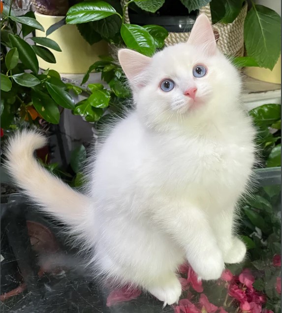  Ragdoll Kitten gesucht? Hier werden Sie fündig!