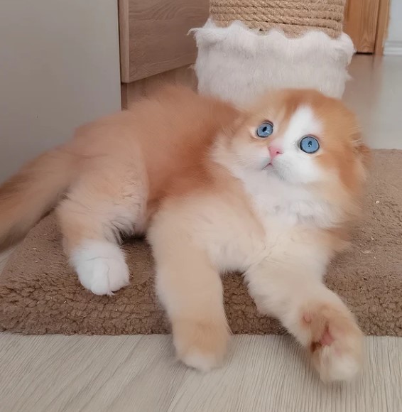  Scottish Fold Kätzchen zu verkaufen – Einzigartig mit Knopfohren