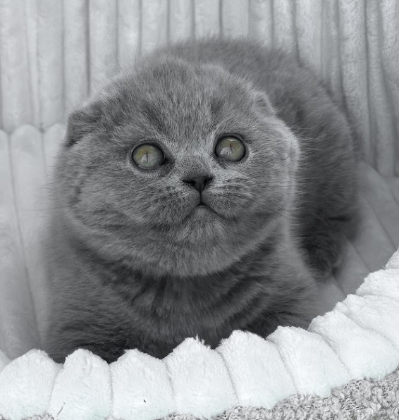  Scottish Fold Kitten gesucht? Hier werden Sie fündig!
