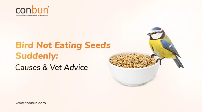  Bird Not Eating Seeds Suddenly: Causes & Vet Advice